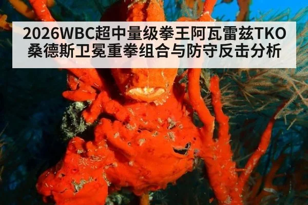 2026WBC超中量级拳王阿瓦雷兹TKO桑德斯卫冕重拳组合与防守反击分析